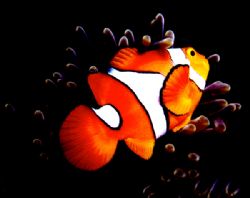 Clown Anemonefish - the real NEMO. Tufi, Milne Bay Provin... by Rick Tegeler 